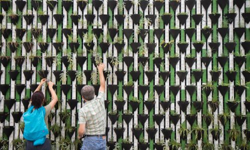 A man and a woman planting plants along the side of a wall