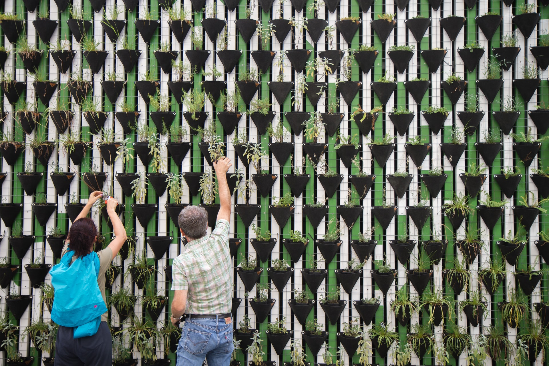 A man and a woman planting plants along the side of a wall