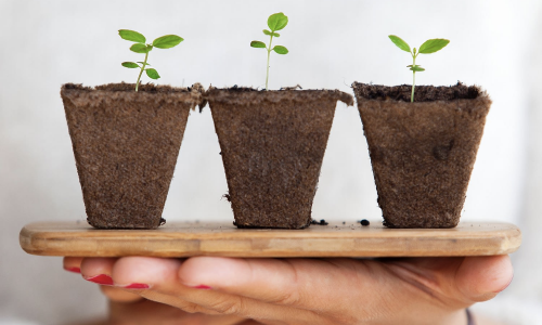 Person holding three plants covered in soil