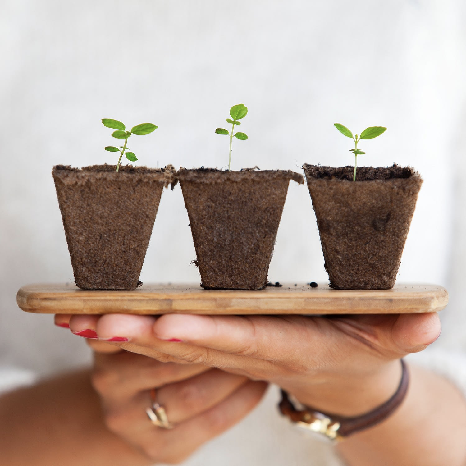 Person holding three plants covered in soil